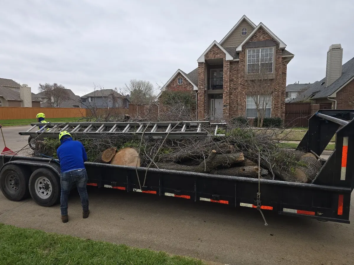Expert Tree Removal with proper safety equipment in Palmer